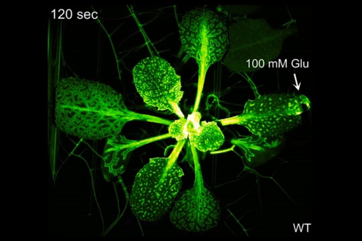 Tanaman memiliki sinyal mirip dengan sistem saraf hewan