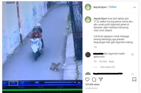 Video Viral Kucing Persia Berkeliaran di Luar Rumah lalu Digondol Pemotor di Depok
