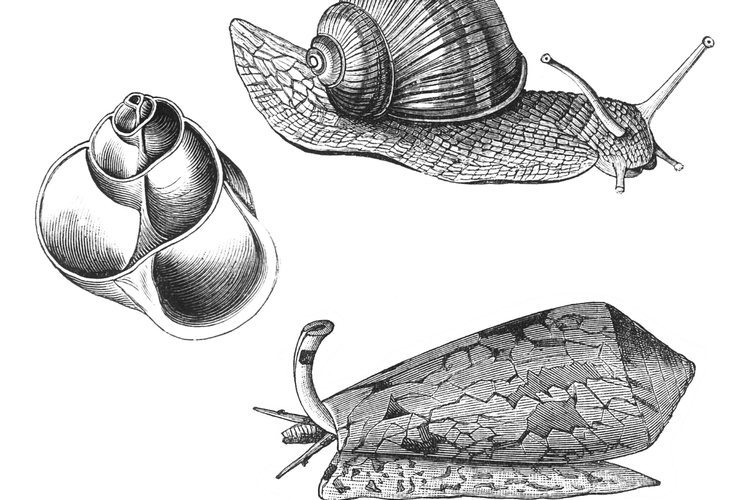 Ilustrasi contoh hewan dalam kelas gastropoda adalah