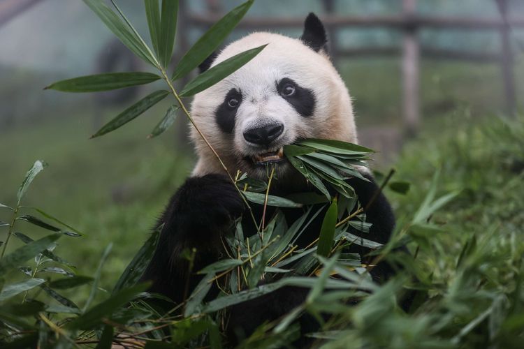 Seekor Panda berada di areal kandang Taman Safari Indonesia, Cisarua, Bogor, Jawa Barat, Jumat (5/2/2021). Takin bergabung sebagai keluarga besar TSI dari tahun 2017 bersamaan dengan sepasang Giant Panda yang berasal dari Tiongkok. Pengunjung dapat melihat satwa Takin di Istana Panda Indonesia yang berada pada ketinggian 1.417 mdpl di area TSI.