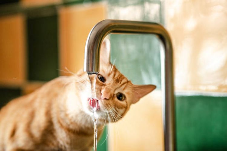 Penyebab dehidrasi pada kucing.