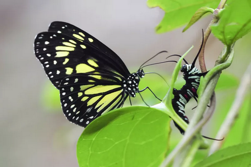 Momen Langka, Kupu-kupu Menyesap Cairan Ulat Terekam di Indonesia