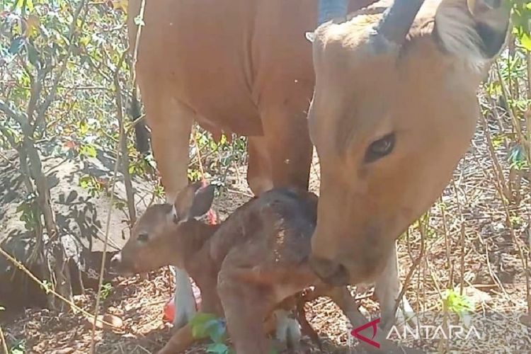 Banteng betina Usi bersama bayi betina yang baru dilahirkan di Suaka Satwa Banteng (SSB) Taman Nasional Baluran di Situbondo, Jawa Timur, Selasa (13/7/2024).