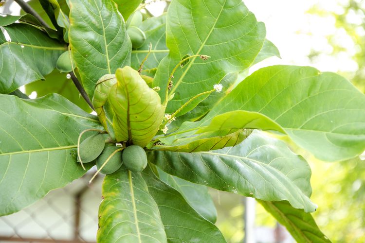 Manfaat Daun Ketapang Dan Berapa Lama Boleh Diletakkan Dalam Akuarium