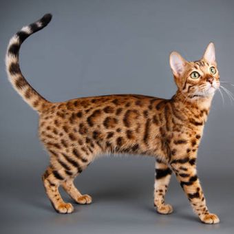 Ilustrasi kucing bengal, ekor kucing.