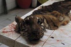 Izin Kebun Binatang Surabaya Dicabut