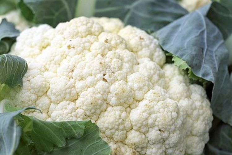 Ilustrasi kembang kol