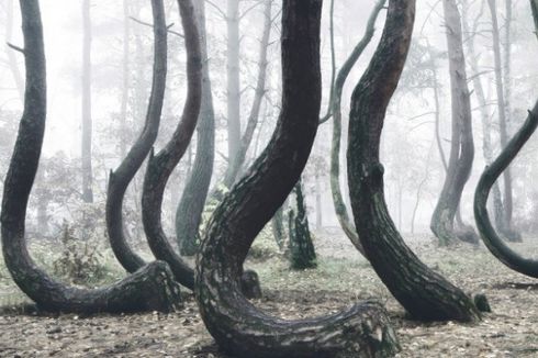 Pohon di Hutan Ini Tumbuh Bengkok, Tak Ada yang Tahu Alasannya