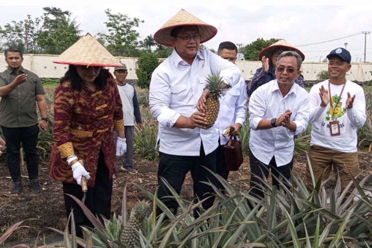 Wamen Transmigrasi, Viva Yoga Mauladi saat panen nanas moris, di BPPMT Pekanbaru, Kecamatan Tambang, Kabupaten Kampar, Riau, Sabtu (17/1/2026).