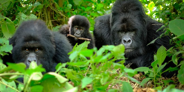 Mengenaskan, Empat Gorila Langka di Uganda Mati Tersambar Petir Halaman all  - Kompas.com