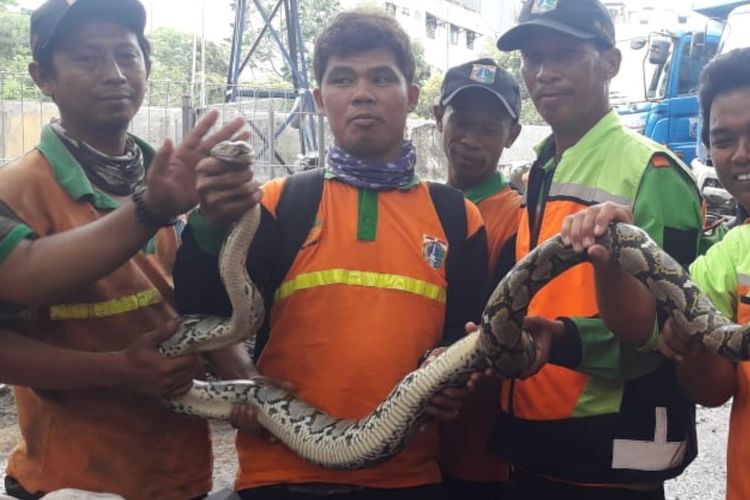 Petugas UPK Badan Air yang menemukan ular sanca batik pada Jumat (3/1/2020) petang