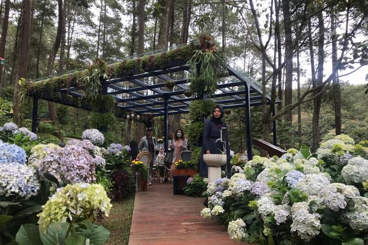 Golden Pine Orchid Forest Cikole menyuguhkan konsep ngeteh di tengah keindahan alam.