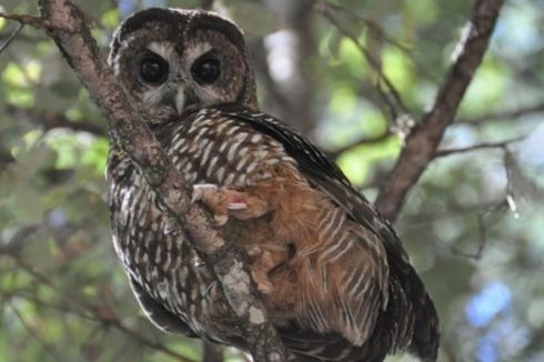 Kearifan Lokal Petani Magetan, Pakai Burung Hantu untuk Basmi Hama Tikus