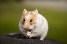 Kenali 5 Ciri-Ciri Hamster Hamil agar Bisa Merawatnya dengan Baik