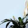 Peace Lily Tidak Berbunga? Ini Berbagai Penyebabnya