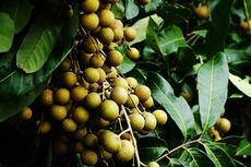 Ini Tiga Provinsi dengan Lahan Hortikultura Terluas di Indonesia