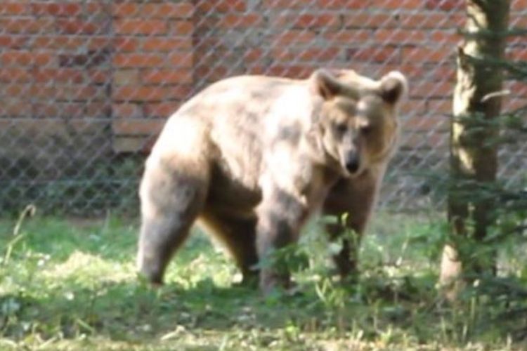 Masha si beruang sirkus yang akhirnya bebas di dalam penangkaran di Ukraina.