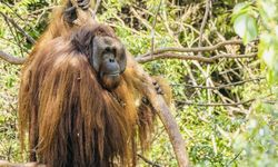 Kisah Jojo, Orangutan Kalimantan yang Kini Hidup Bebas di Alam