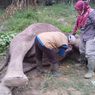 Seekor Gajah Jantan Mati Akibat Diracun di Dalam Kebun Sawit di Riau