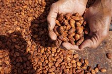 Pelemahan Rupiah Untungkan Petani Kakao