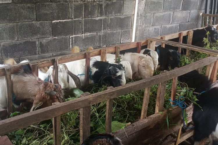 Salah satu pedagang kambing di Jalan Dewi Sartika, Kota Batu, Jawa Timur, Sutikno (60) pada Selasa (28/6/2022).