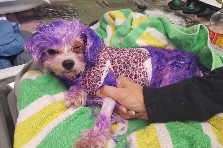 Violet, anjing piaraan di Florida, mengalami luka bakar setelah dicat dengan pewarna rambut manusia. 