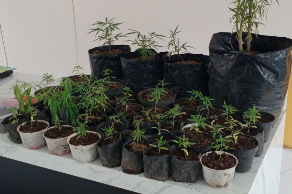 Puluhan tanaman ganja yang diamankan polisi dari tersangka ANW di Kota Batu, Jawa Timur. 