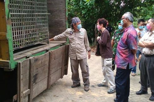 Empat Orangutan Dilepasliarkan di Hutan Kutai Timur