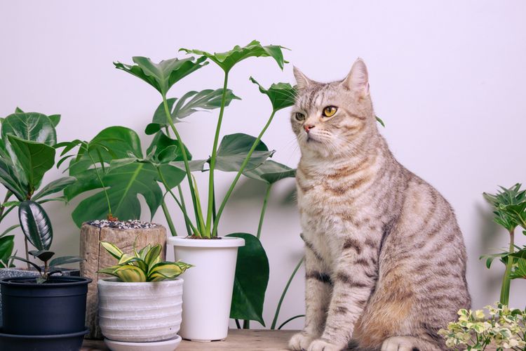 Kucing boleh menelan catnip. Bahkan, tanaman ini mungkin bermanfaat untuk saluran pencernaan kucing.