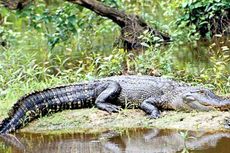 Pria Texas Tewas Diterkam Alligator