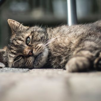 Kucing juga bisa menderita radang sendi seperti manusia. 