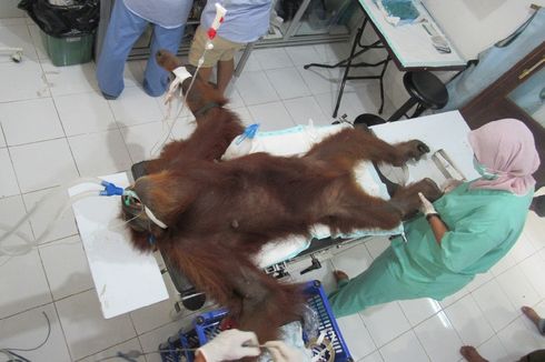 Sempat Kritis, Orangutan dengan 74 Peluru di Tubuh Kondisinya Membaik