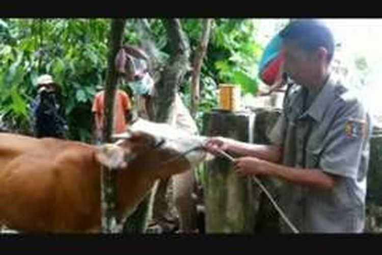 Penyakit antraks yang pertama kali menyerang puluhan ekor sapi dan kerbau di Pinrang, Sulawesi Selatan, diduga merebak luas hingga ke Polewali Mandar, Sulawesi Barat.