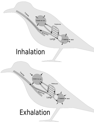 Sistem pernafasan burung