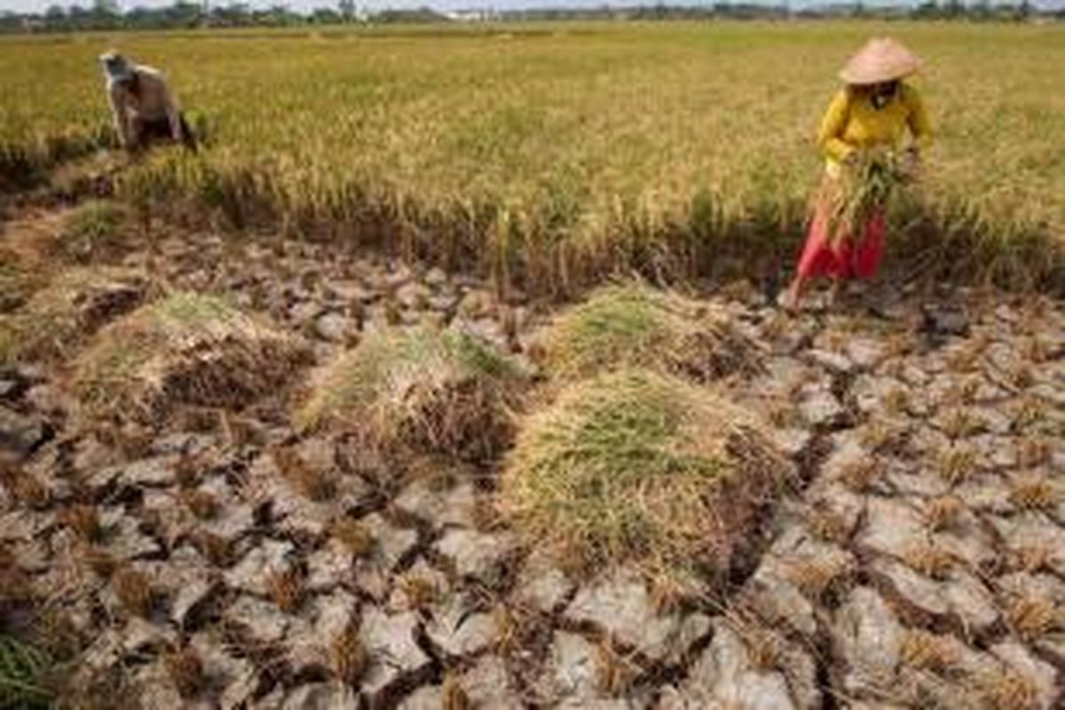 Warga memanen padi di Desa Panyindangan, Kecamatan Sindang, Indramayu, Jawa Barat, Senin (17/8/2015). Warga mengaku gagal panen padi akibat sungai untuk irigasi mengalami kekeringan saat musim kemarau.