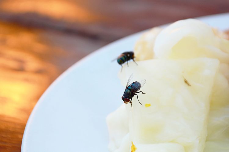 Ilustrasi lalat hijau hinggap di makanan. 