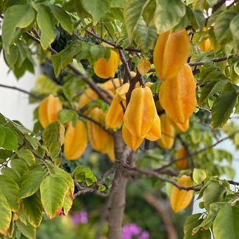 Ilustrasi buah belimbing di pohon, pohon belimbing.