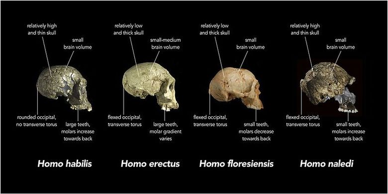 Perbandingan fitur tengkorak Homo naledi dan spesies manusia purba lainnya.