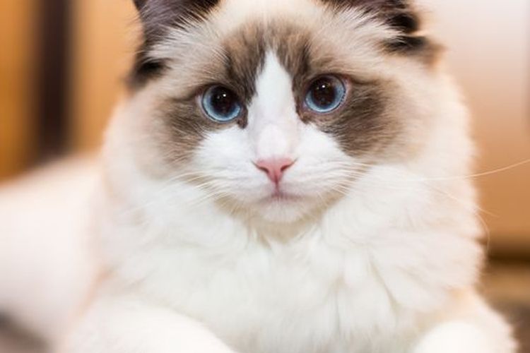 Ilustrasi kucing Ragdoll dengan bulu yang indah.