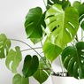 5 Penyebab Daun Monstera Keriting dan Cara Mengatasinya