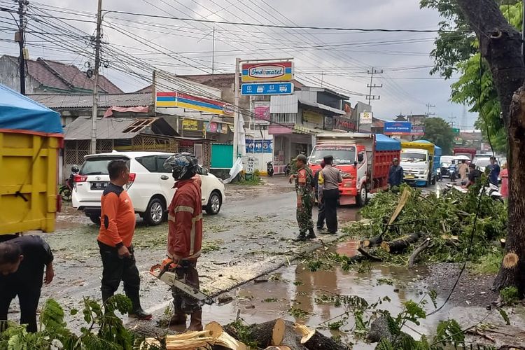 Petugas saat mengevakuasi pohon yang tumbang 