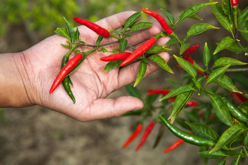 Cara Mengendalikan Lalat Buah Tanaman Cabai