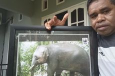 Gajah Kerdil Ditemukan di Perbatasan RI-Malaysia Kalimantan Utara