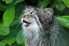 5 Fakta Kucing Pallas, Hewan Berbulu dengan Ekspresi Menggemaskan