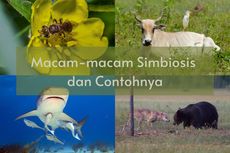 6 Macam Simbiosis beserta Contohnya