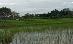 Jaga Produksi Pertanian, Pemkab Ponorogo Realokasi Pupuk Bersubsidi