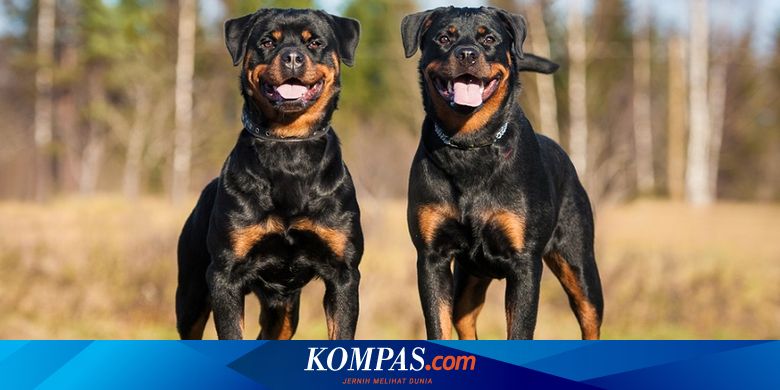 Lawan Covid-19, Anjing di Inggris akan Dilatih Mengendus Virus Corona