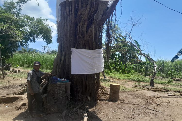 Heboh Pohon Beringin Tumbang Berdiri Lagi di Situbondo, Bikin Warga Berdatangan, Ini Penjelasannya