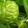 7 Tanaman Herbal untuk Meningkatkan Daya Tahan Tubuh
