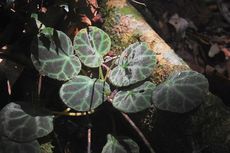 Begonia Baru Ungkap Kekayaan Tersembunyi Kawasan Karst Sumatera